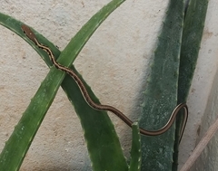 Dendrelaphis tristis