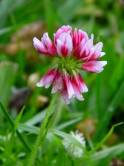 Trifolium polymorphum