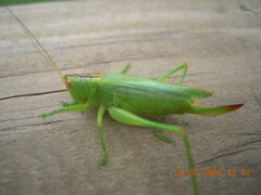 Orchelimum gladiator