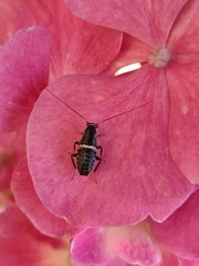 Planuncus tingitanus