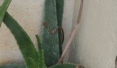 Dendrelaphis tristis