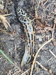 Limax maximus