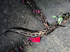 Limax maximus