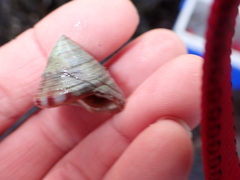 Calliostoma zizyphinum
