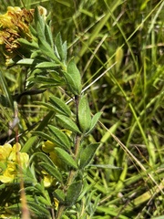 Leobordea