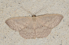 Scopula optivata