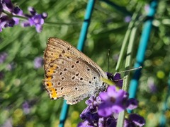 Lycaena alciphron