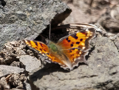 Polygonia faunus