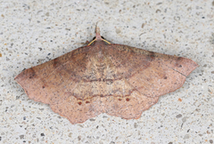 Rhinodia rostraria