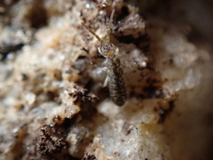 Isotominae