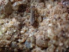 Isotominae