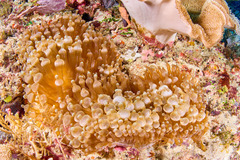 Entacmaea quadricolor