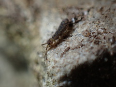Isotominae