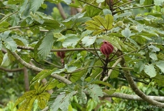 Cecropia obtusifolia
