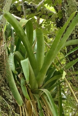 Aechmea bracteata