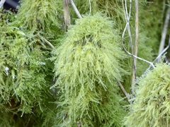 Kindbergia praelonga