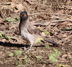 Pycnonotus nigricans