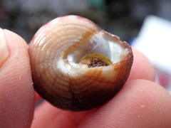 Calliostoma zizyphinum