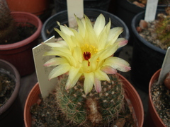 Parodia