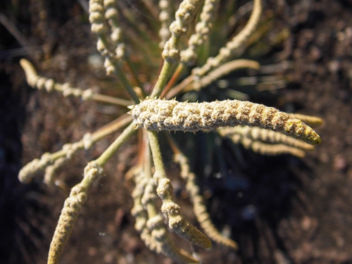 Dyckia alba