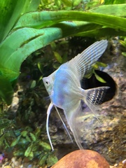 Pterophyllum scalare