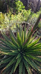 Dyckia alba