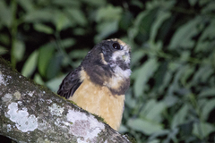 Pulsatrix koeniswaldiana