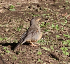 Turdus smithi