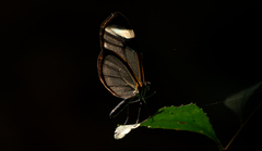 Pteronymia cotytto cotytto