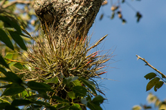 Tillandsia schiedeana