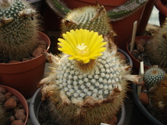 Parodia