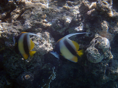 Heniochus intermedius