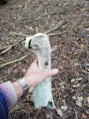 Bos
