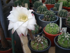 Echinopsis