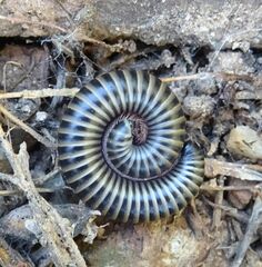 Ommatoiulus diplurus