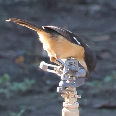 Laniarius ferrugineus