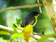 Todirostrum cinereum