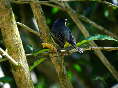 Todirostrum cinereum