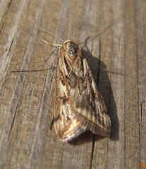 Loxostege cereralis