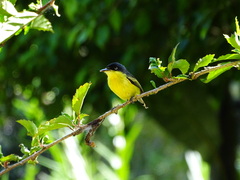 Todirostrum cinereum