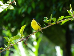 Todirostrum cinereum