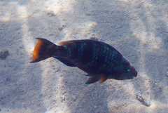 Scarus fuscopurpureus