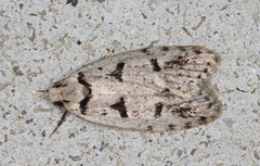 Scatochresis