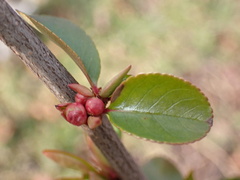 Chaenomeles speciosa