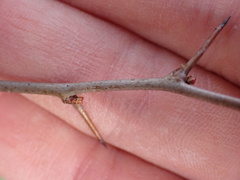 Chaenomeles speciosa