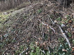 Chaenomeles speciosa