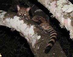 Genetta maculata
