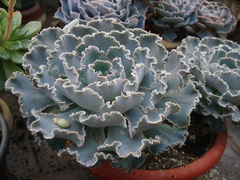 Echeveria shaviana