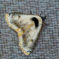 Hypsiforma lambertoni