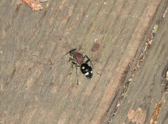 Dolichomutilla sycorax